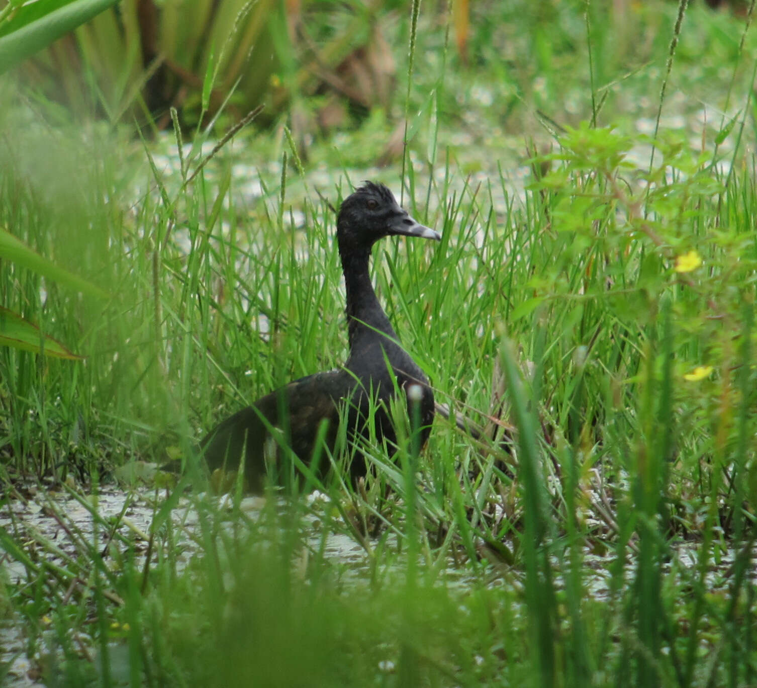 Image of Cairina Fleming & J 1822