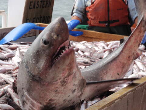 Image of Salmon Shark