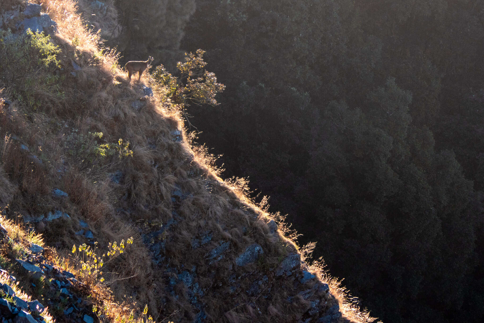 Image of Himalayan Goral