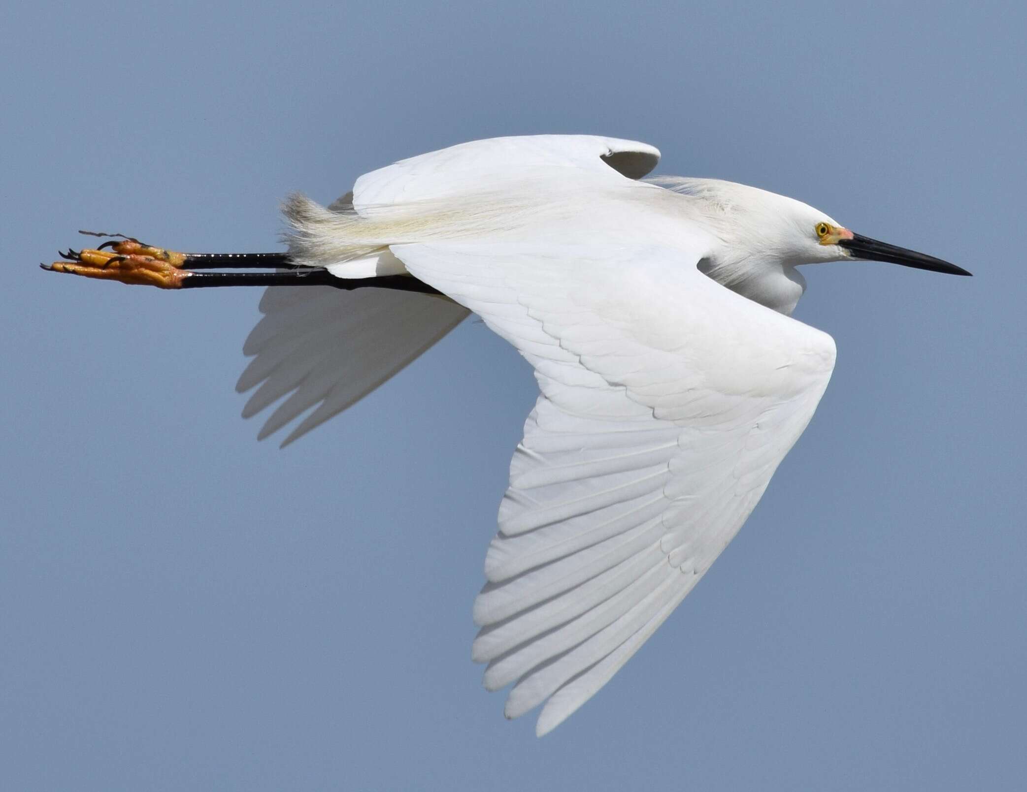 Image de Aigrette neigeuse