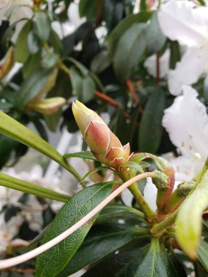 Image of Rhododendron veitchianum Hook.