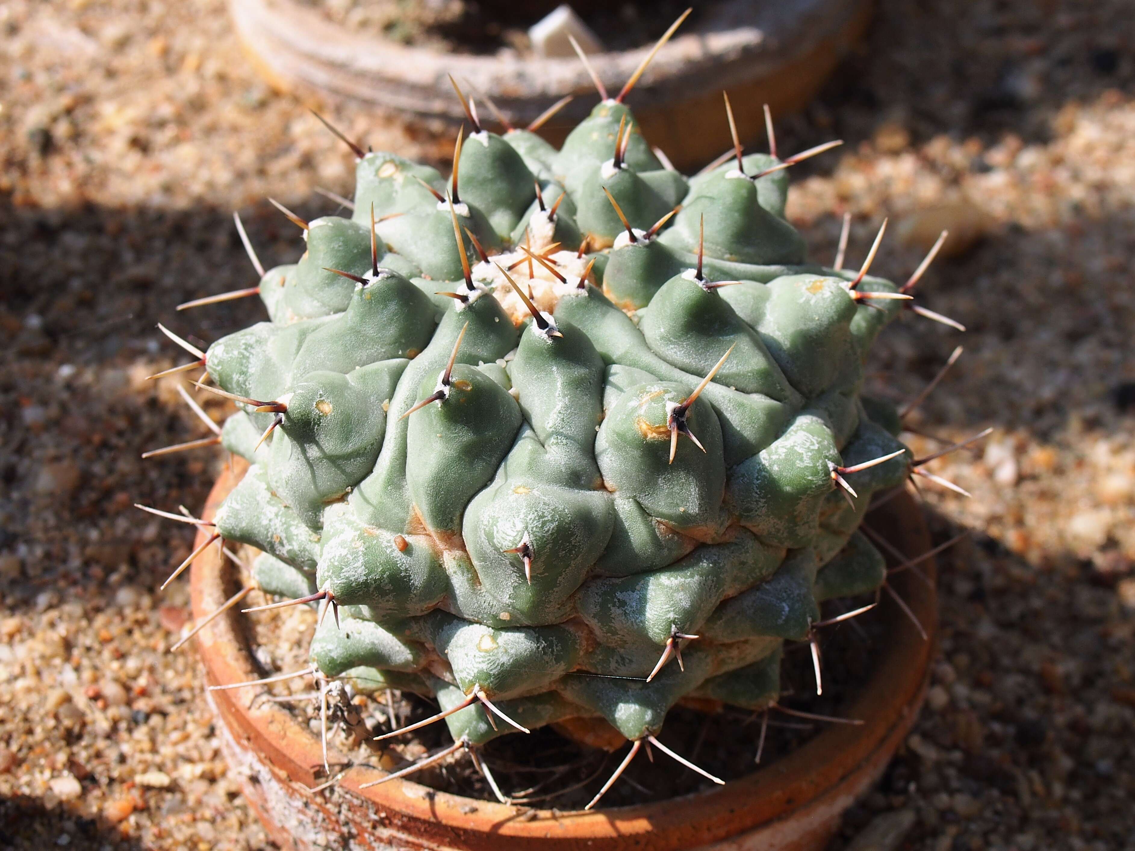 Image of Thelocactus hexaedrophorus (Lem.) Britton & Rose