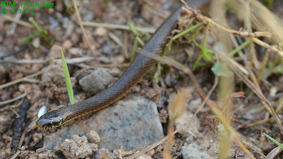 Image of Japanese Keelback