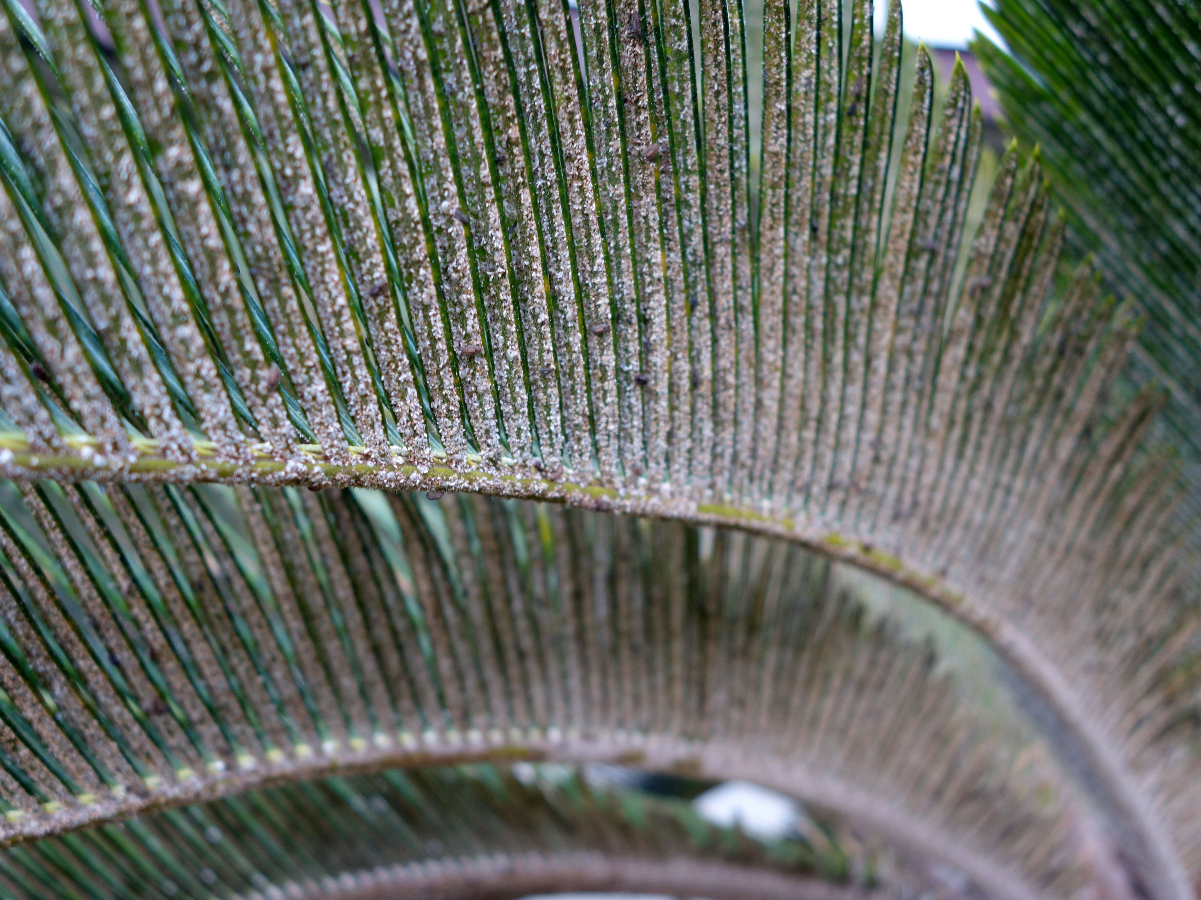 Image of Cycad aulacaspis scale