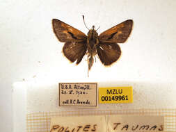 Image of Tawny-edged Skipper