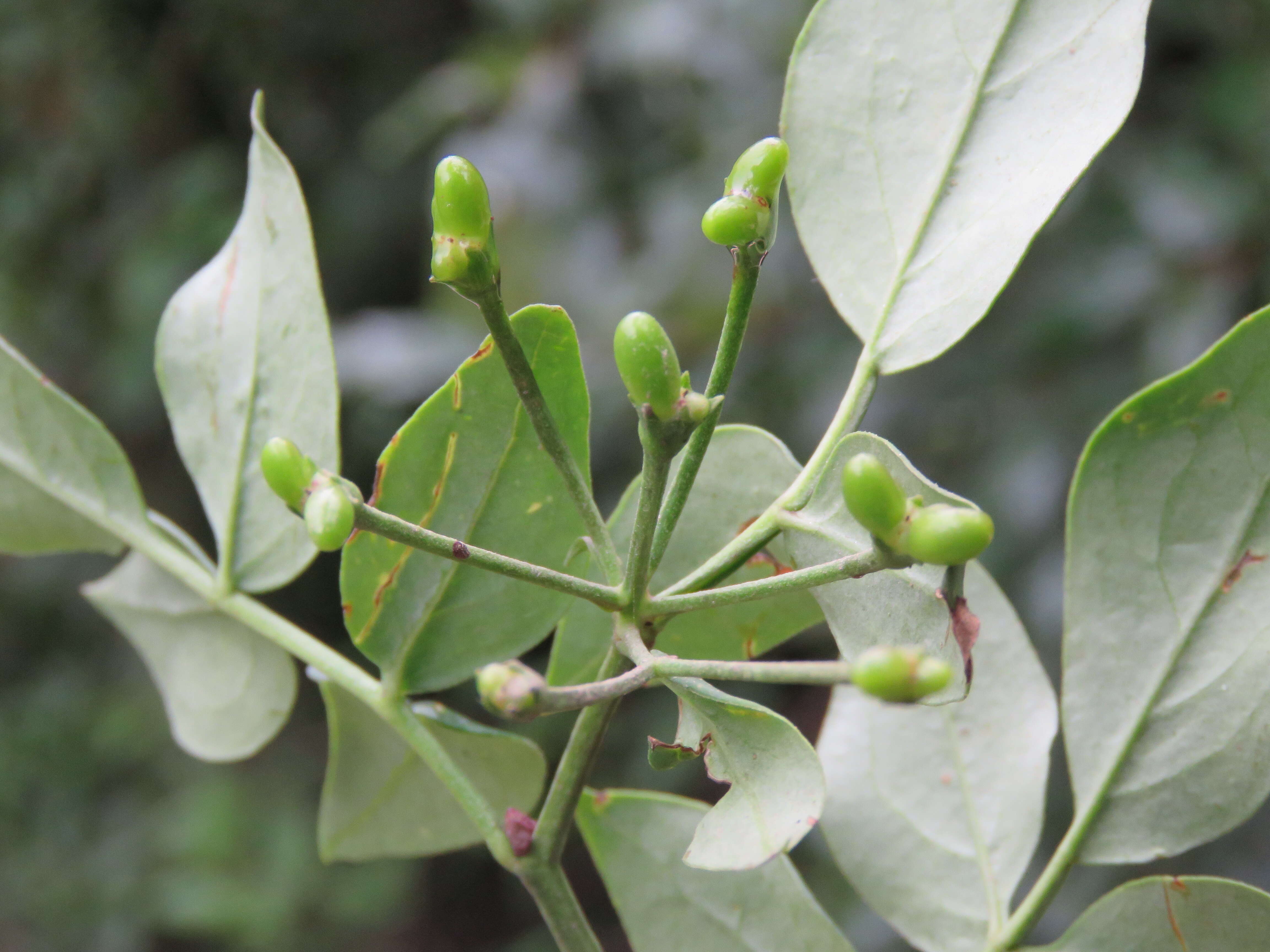 Image of Chrysojasminum