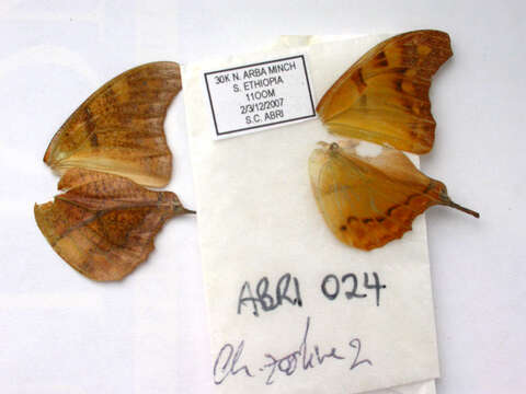 Charaxes zoolina Westwood (1850)的圖片