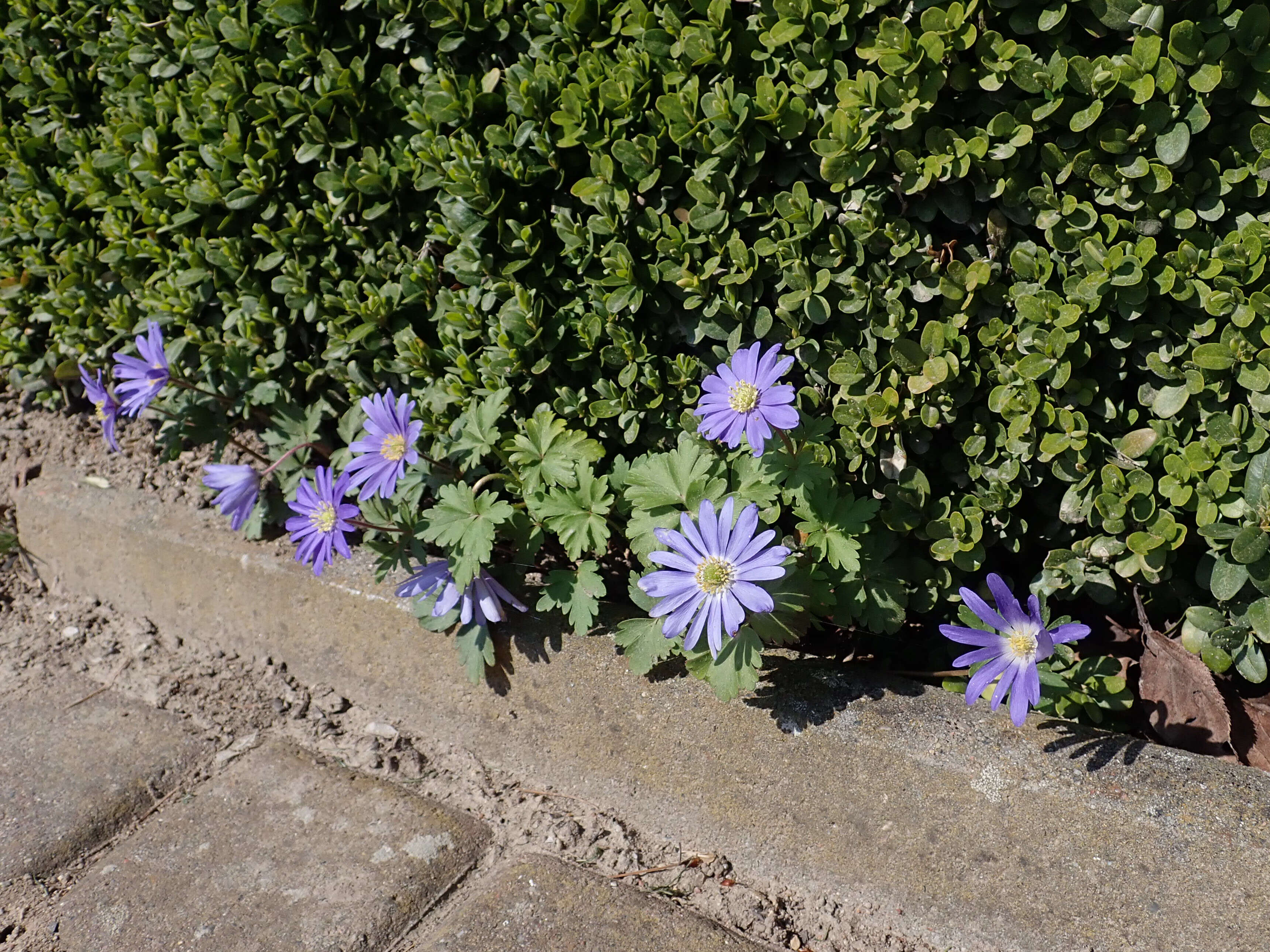 Image of Balkan Anemone