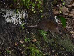 Image of Oriental House Rat