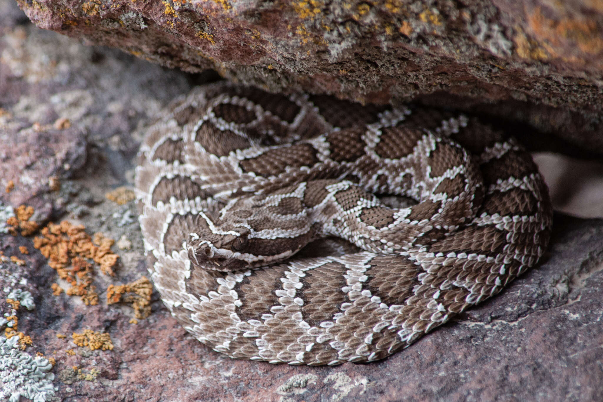 Image of Northern Pacific Rattlesnake