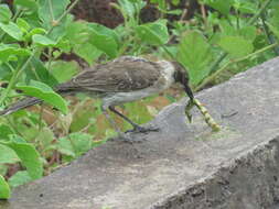 Image of Galapagos Mockingbird