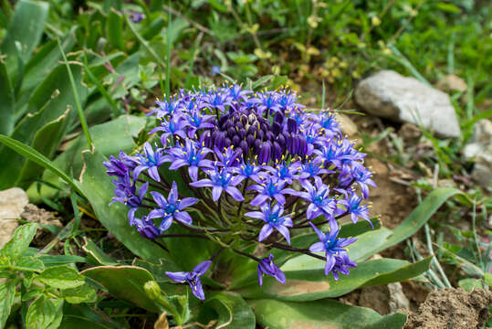 Image of Portuguese Squill