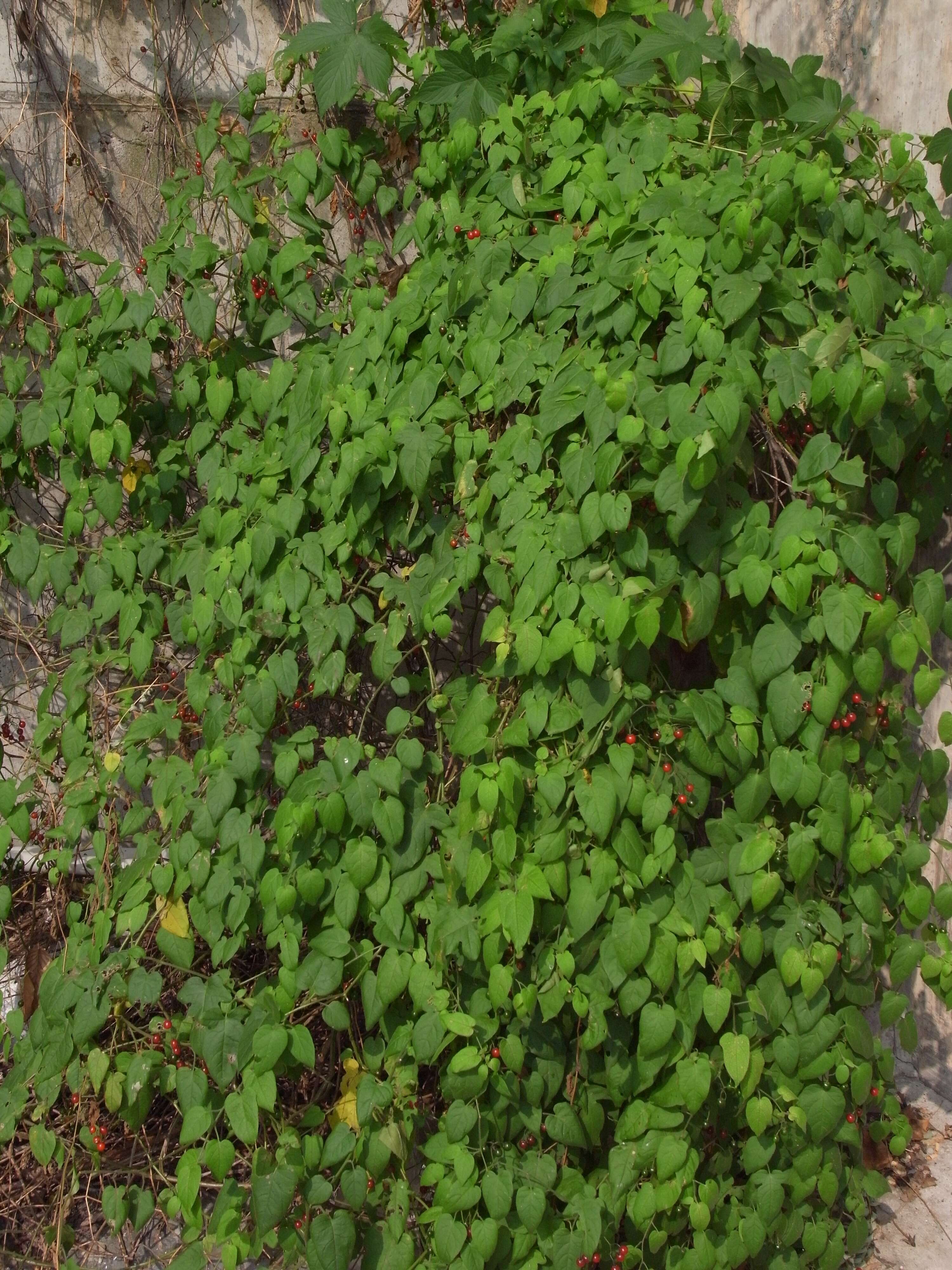 Image of Solanum lyratum Thunb.