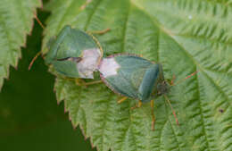 Image of Green shield bug