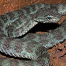 Image of Trimeresurus truongsonensis Orlov, Ryabov, Thanh & H. Cuc 2004