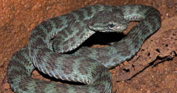 Image of Trimeresurus truongsonensis Orlov, Ryabov, Thanh & H. Cuc 2004