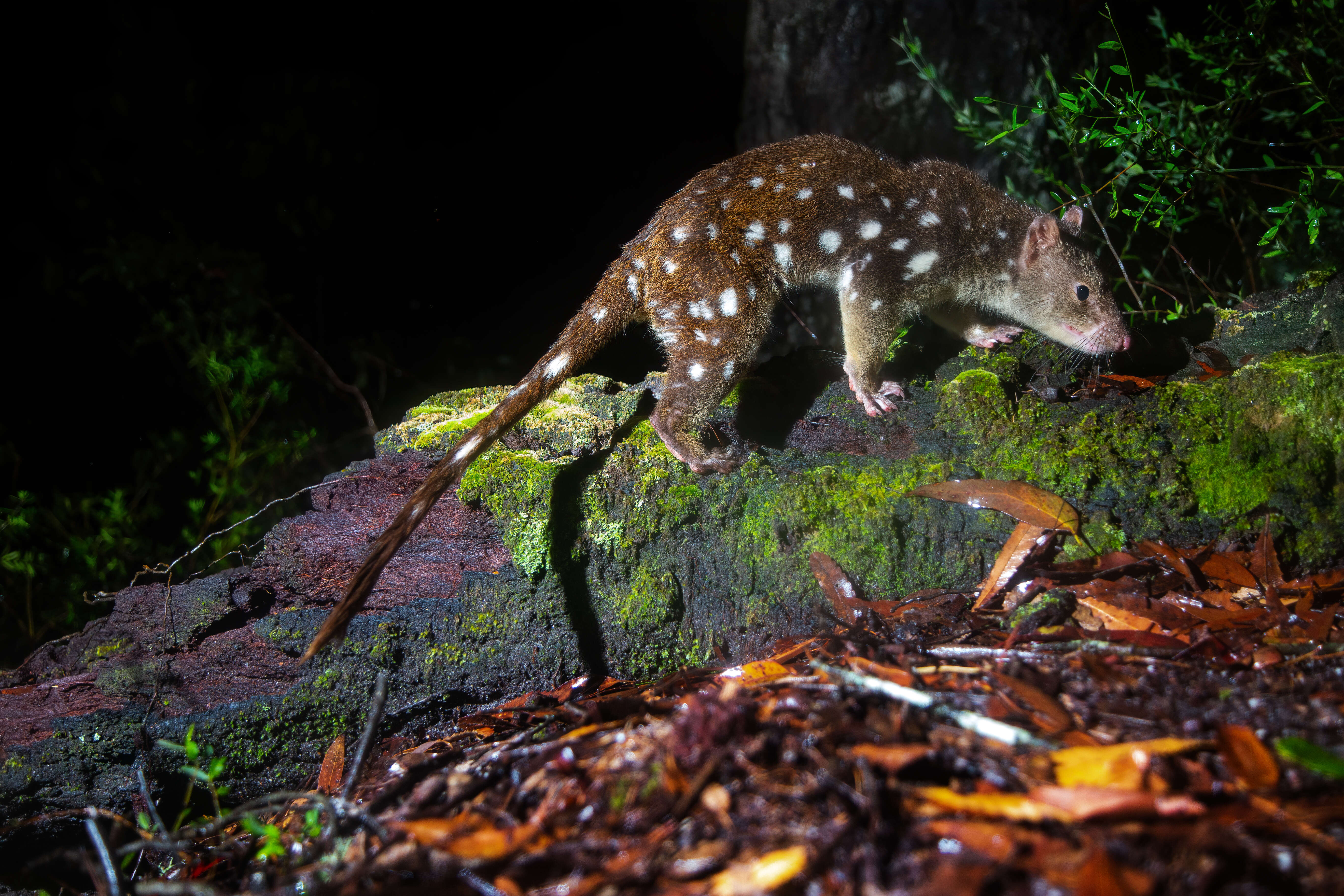 Image of Large Spotted Native Cat