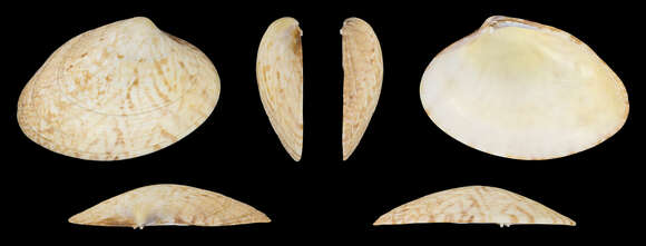 Image of golden carpet shell