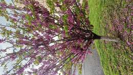 Image of Judas-tree