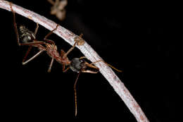 Image of Myrmecia nigriceps Mayr 1862