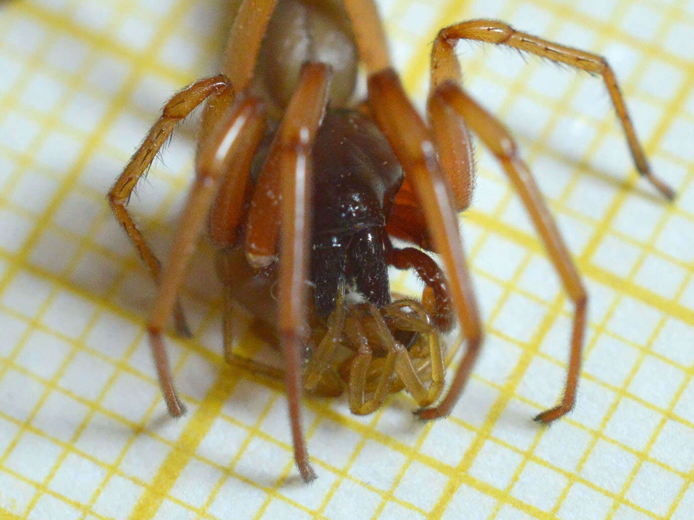 Image of Harpactea rubicunda (C. L. Koch 1838)