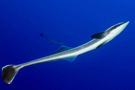 Image of <i>Echeneis naucrates</i>