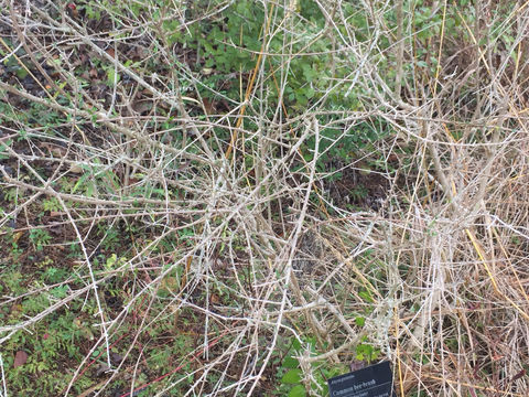 Image of whitebrush