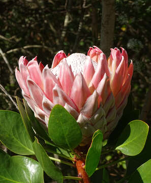 Imagem de Protea cynaroides (L.) L.