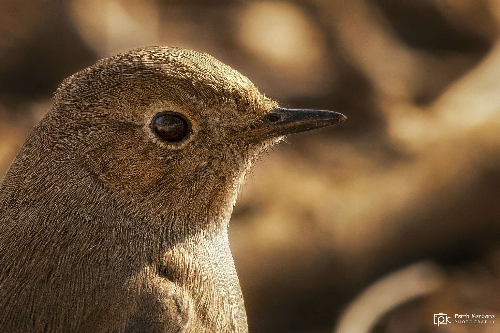 Image of Black Redstart