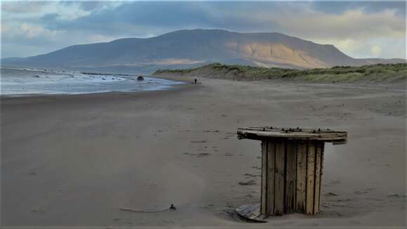 Image of European beachgrass