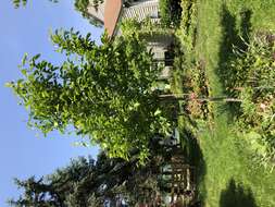 Image of Saucer magnolia