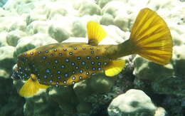 Image of Yellow boxfish