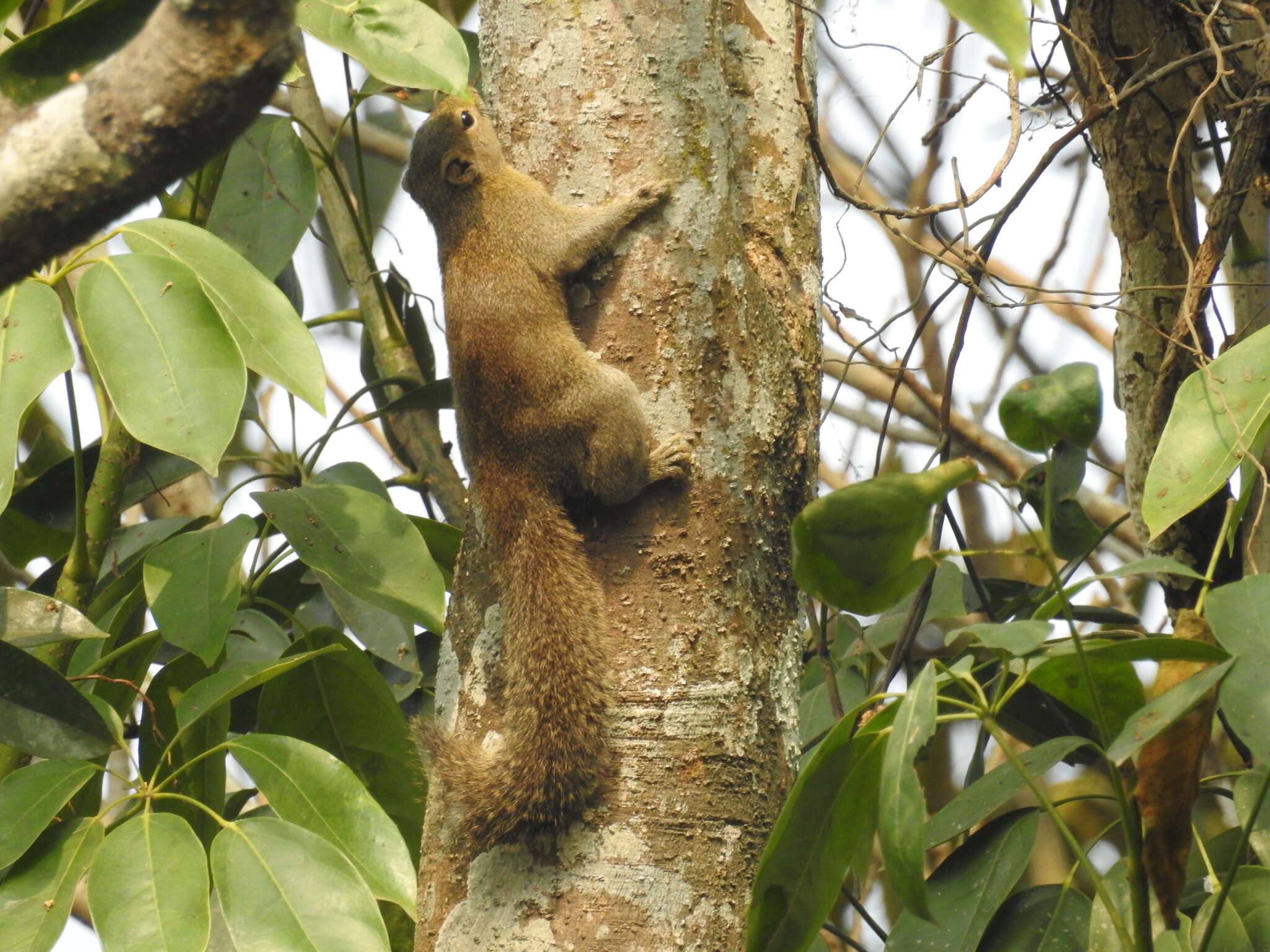 Image of Hoary-bellied Squirrel