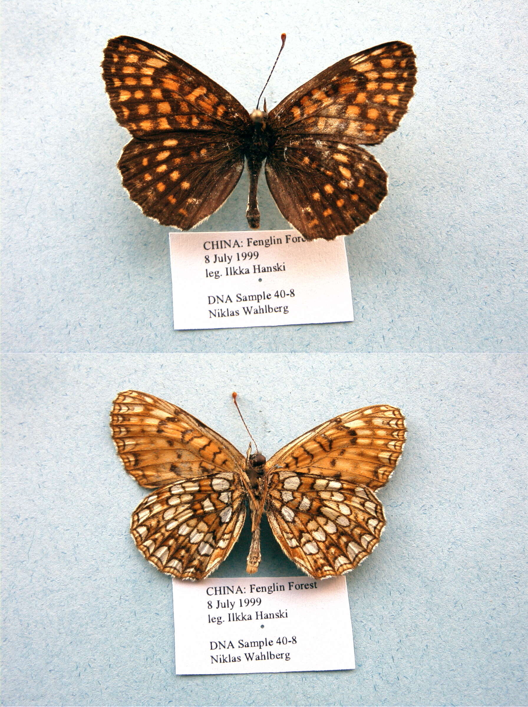 Image of Melitaea diamina