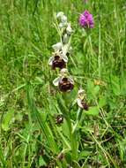 Image of Ophrys holosericea