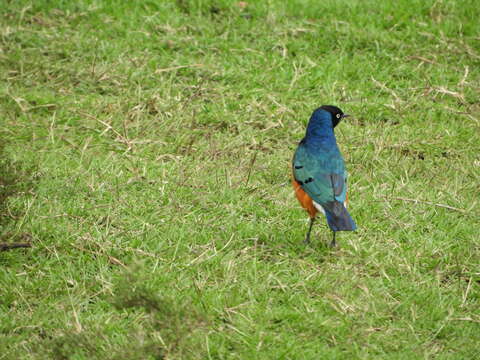 Image of Superb Starling