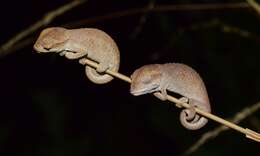 Image of Black-headed Dwarf Chameleon