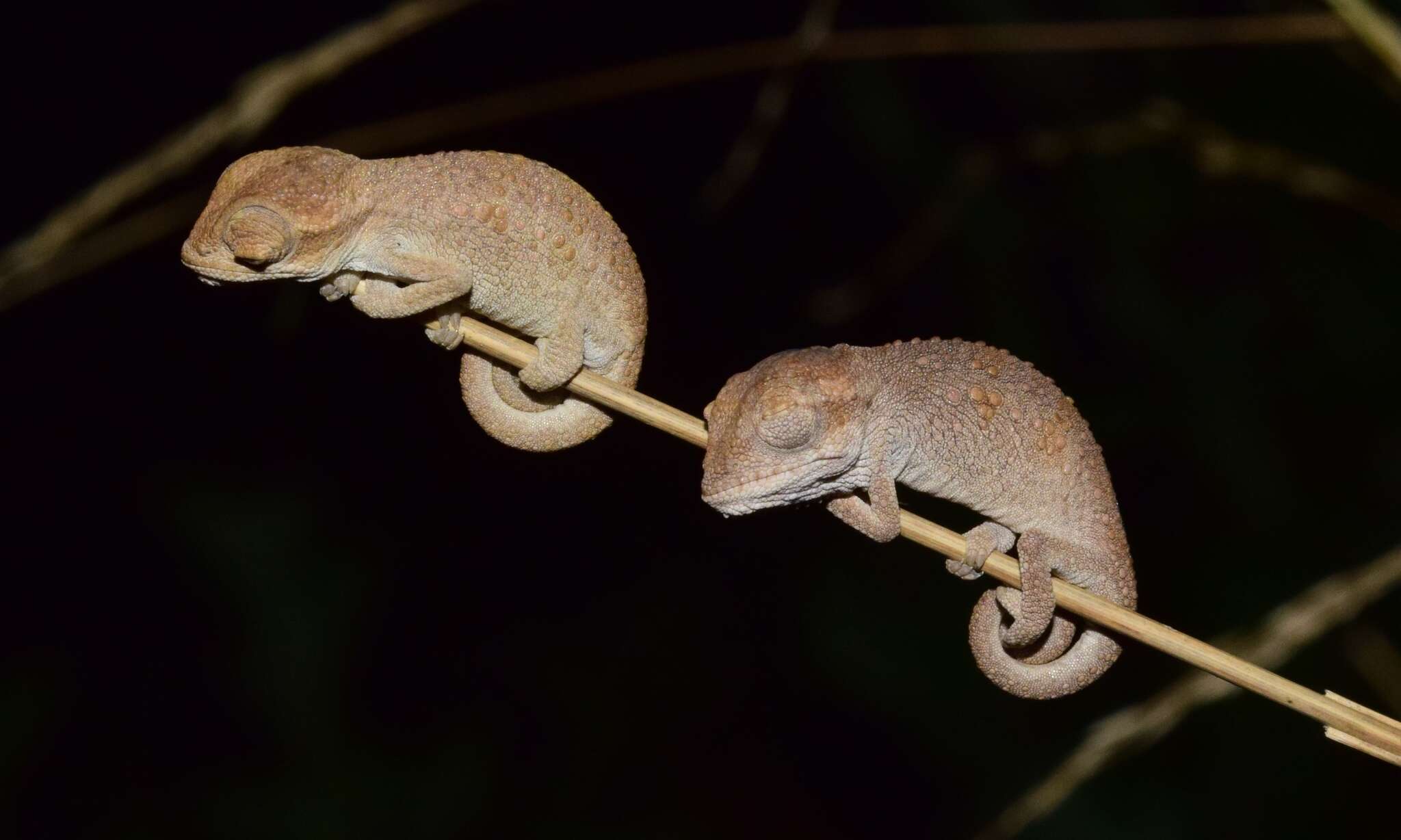 Image of Black-headed Dwarf Chameleon