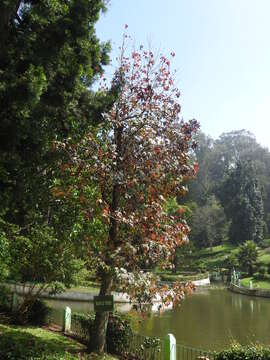 Image of sugar maple