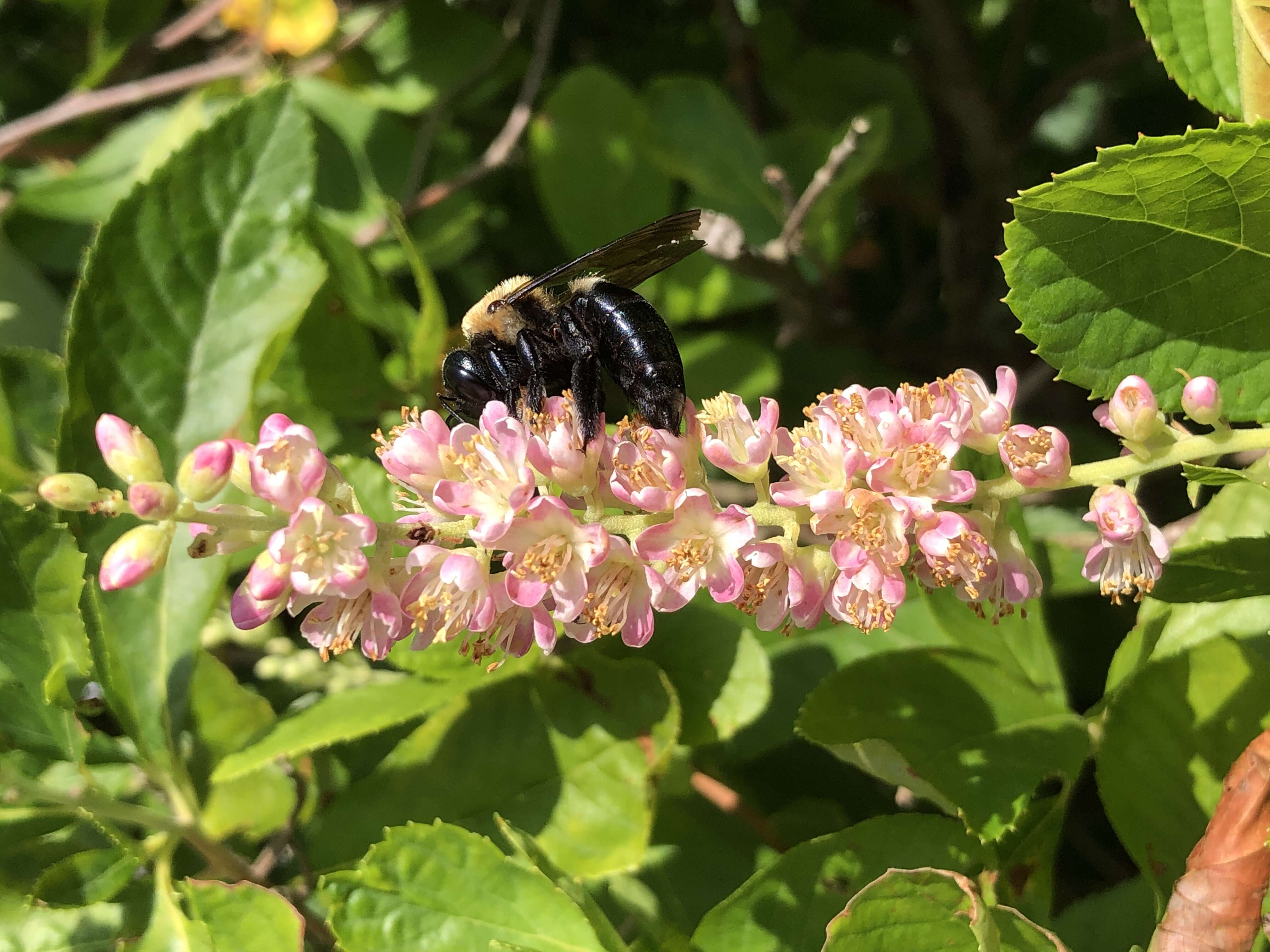 Image of Eastern Carpenter Bee