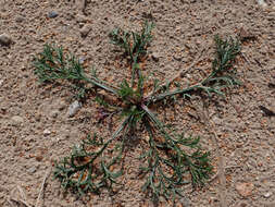 Image of field sagewort