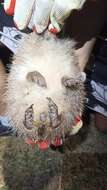 Image of Northern White-Breasted Hedgehog