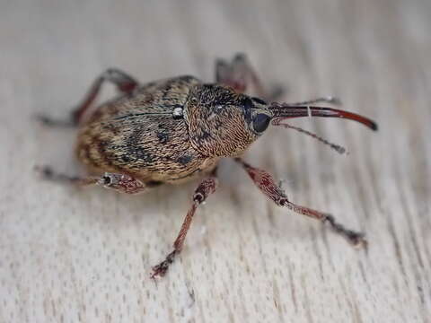 Image of Acorn weevil