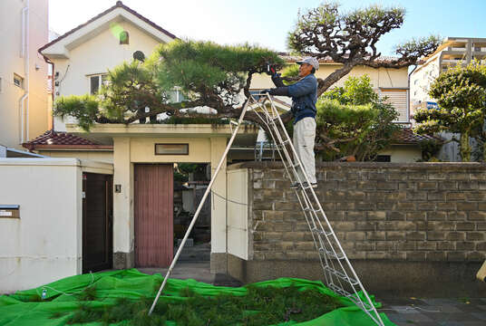 Image of Japanese Black Pine