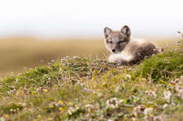 Image of Arctic Fox