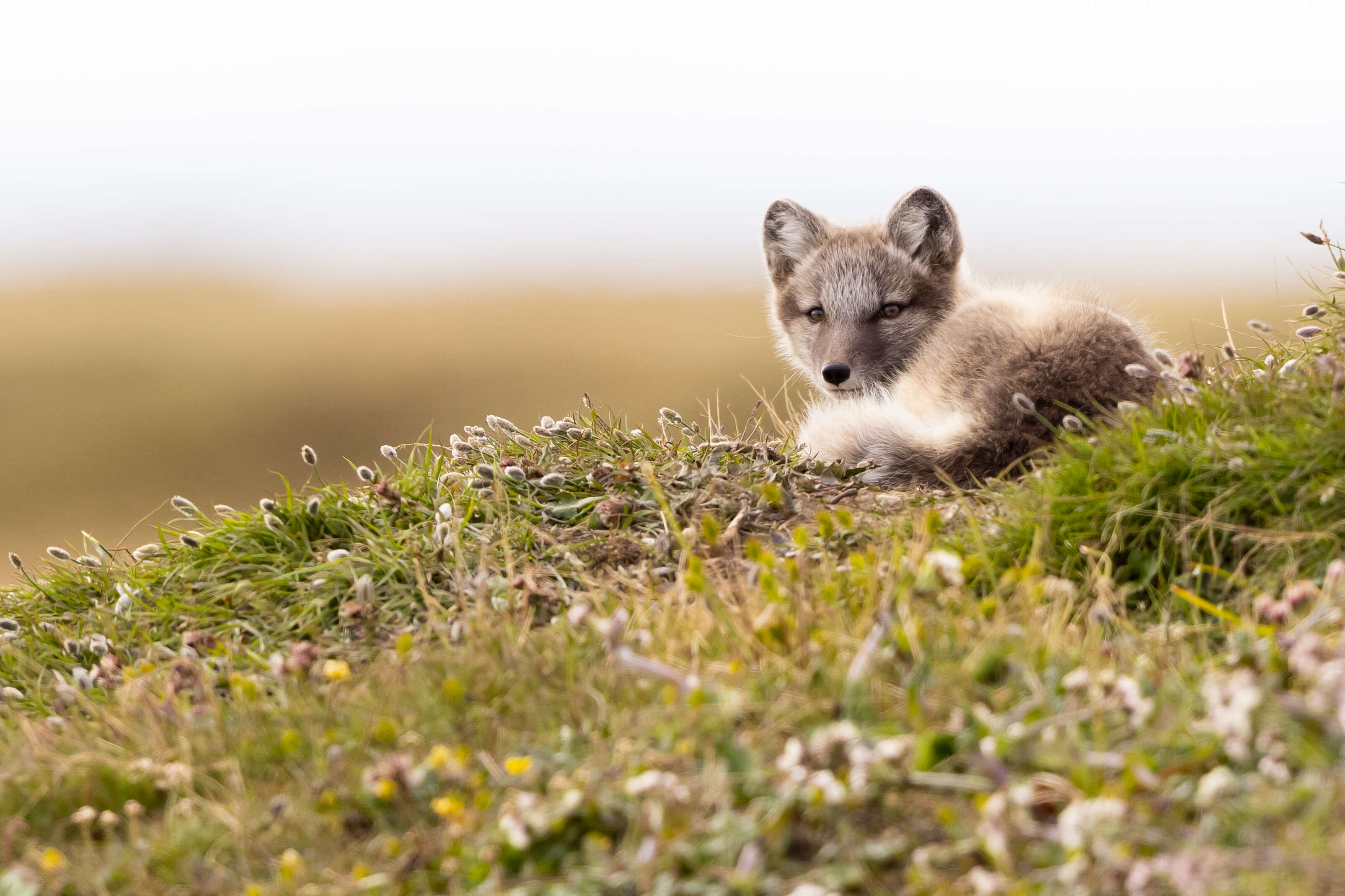 Image of Arctic Fox