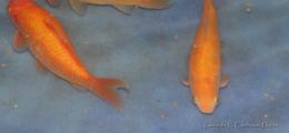 Image of <i>Cyprinus <i>carpio</i></i> carpio