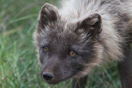 Image of Arctic Fox