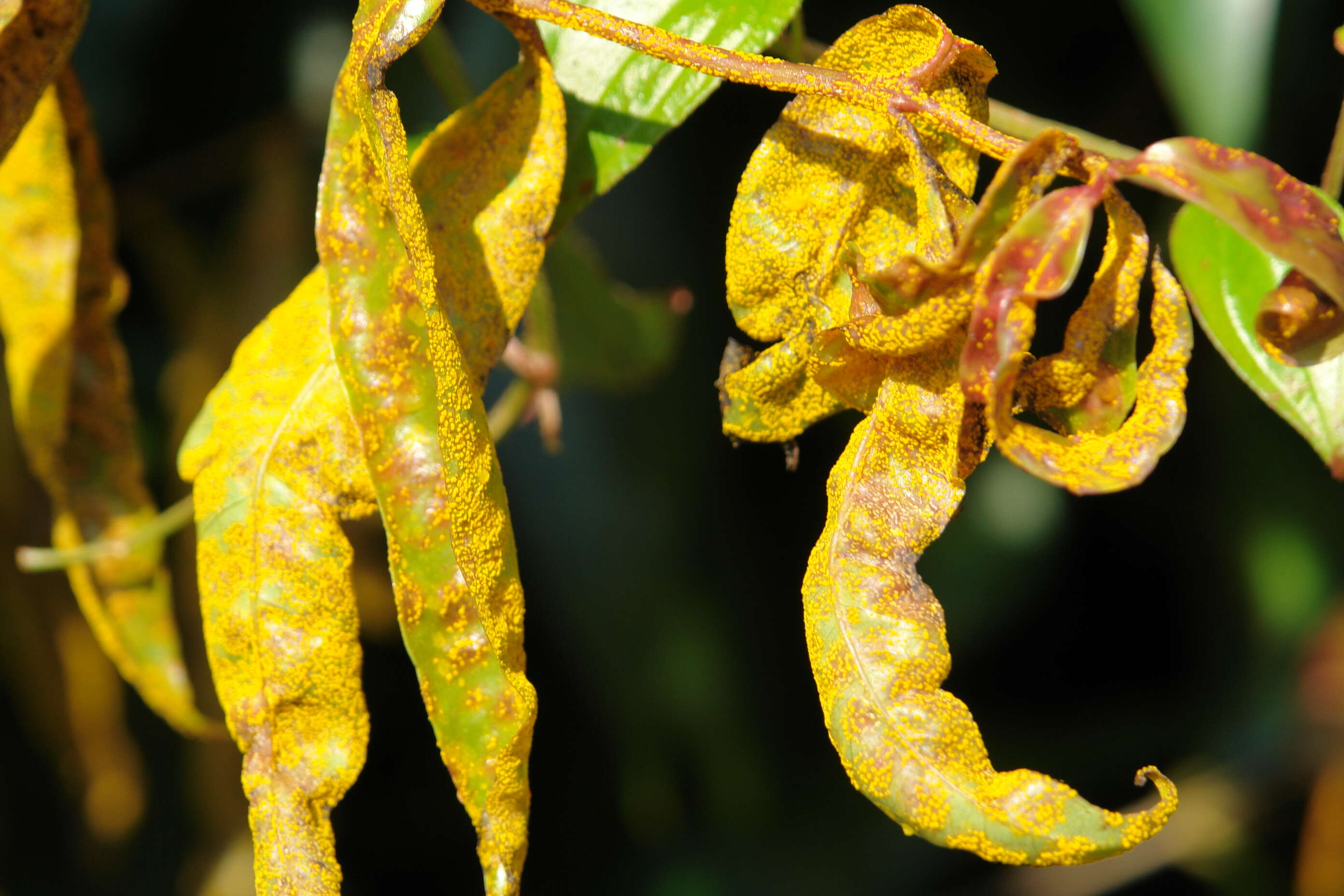 Image de Austropuccinia psidii (G. Winter) Beenken 2017