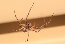 Image of Gray Cross Spider